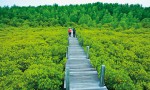 The Nature Education Center for Mangrove Conservation and Ecotourism in Chonburi