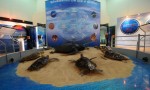 Sea Turtle Conservation Center And Museum Island and Thailand.